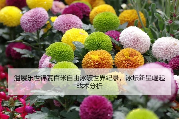 潘展乐世锦赛百米自由泳破世界纪录，泳坛新星崛起战术分析